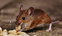 24 Hour & Emergency Exterminators in Kingsport, TN